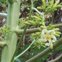 papaya-3